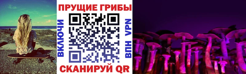 Псилоцибиновые грибы Cubensis  маркетплейс телеграм  Павловск  магазин продажи  